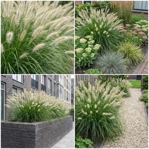 Borderpakket Rietveld