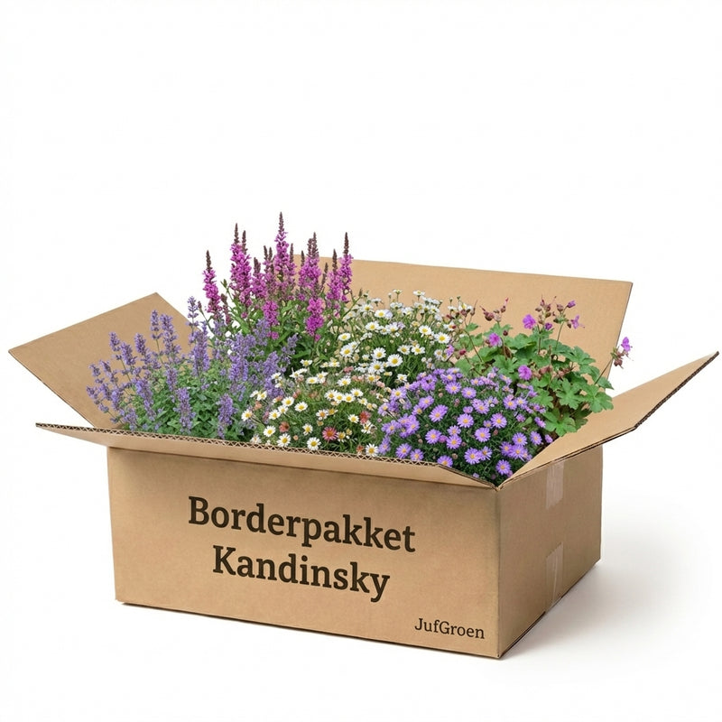 Borderpakket Kandinsky