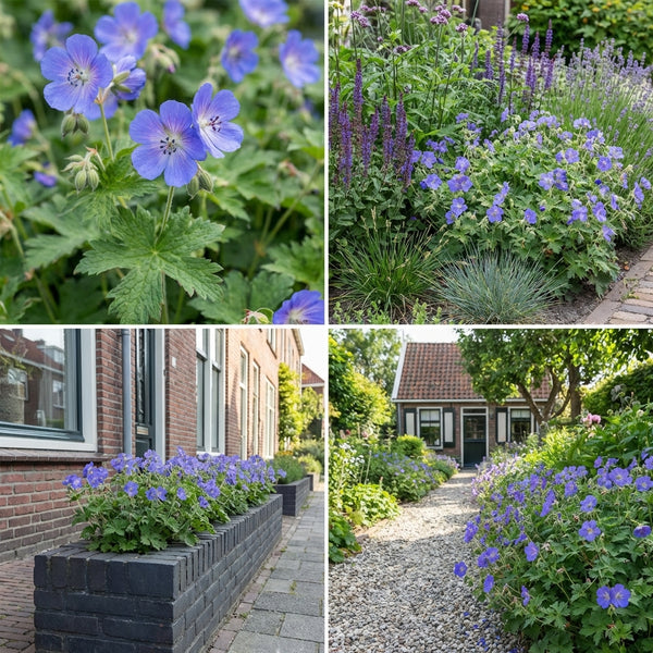 Borderpakket Mondriaan