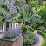 Borderpakket Kandinsky