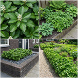 Borderpakket Vermeer