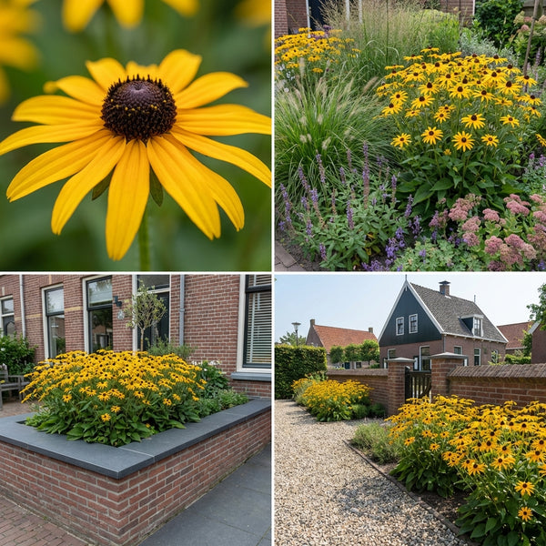 Borderpakket Van Gogh