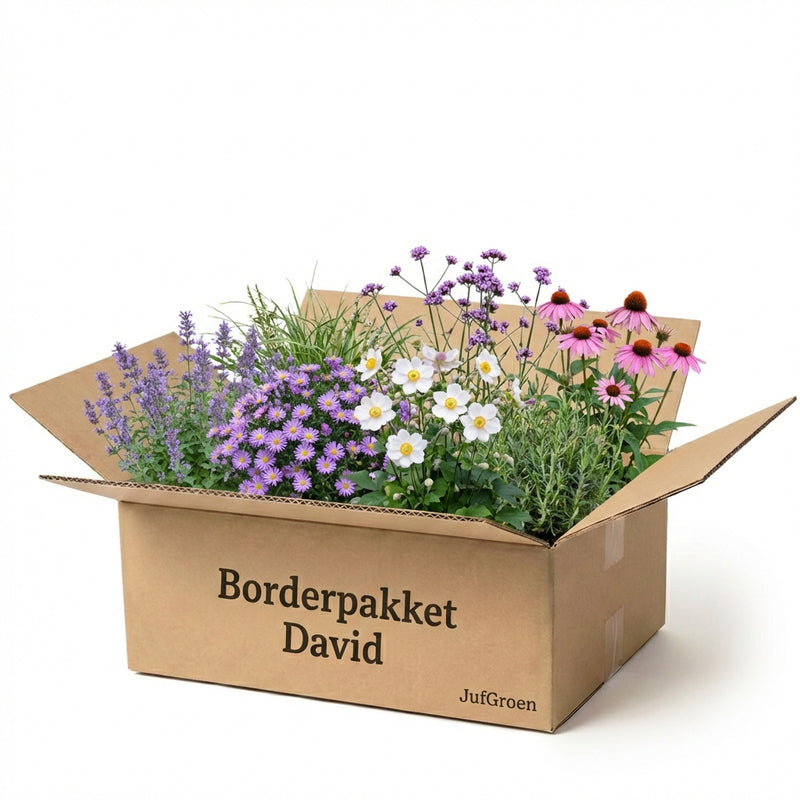 Borderpakket David