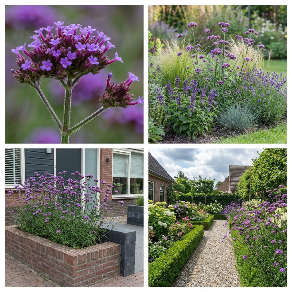 Borderpakket Rietveld