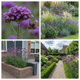 Borderpakket Rietveld