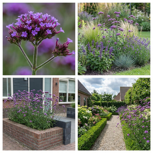 Borderpakket Rietveld