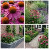 Borderpakket Rietveld