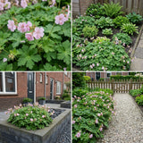 Borderpakket Vermeer