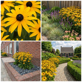 Borderpakket Rietveld